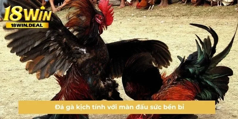 Đá gà kịch tính với màn đấu sức bền bỉ